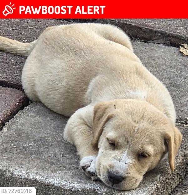 Lost Male Dog last seen Messer and Nelson Ave, South Gate Ridge, FL 34231