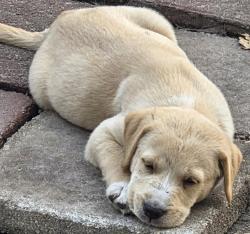Lost Male Dog last seen Messer and Nelson Ave, South Gate Ridge, FL 34231