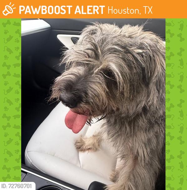 Found/Stray Male Dog last seen Ennis and Mckiney EADO Houston, Houston, TX 77004