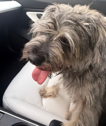 Found/Stray Male Dog last seen Ennis and Mckiney EADO Houston, Houston, TX 77004