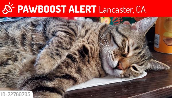 Lost Male Cat last seen W k10 and alexo, Lancaster, CA 93536