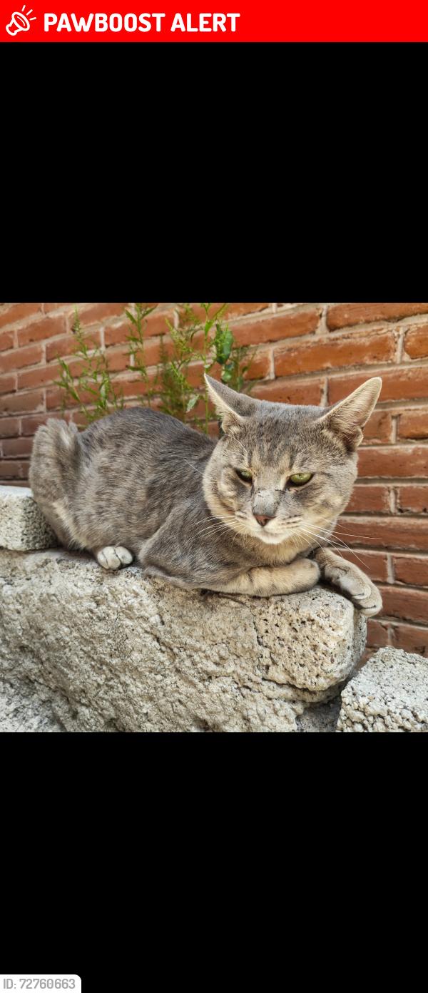 Lost Male Cat last seen Calle mercurio, Ciudad de México, CDMX 