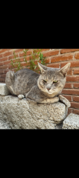 Lost Male Cat last seen Calle mercurio, Ciudad de México, CDMX 