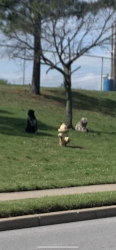 Found/Stray Unknown Dog last seen Hale high school 21st & Memorial/Sheridan , Tulsa, OK 74103