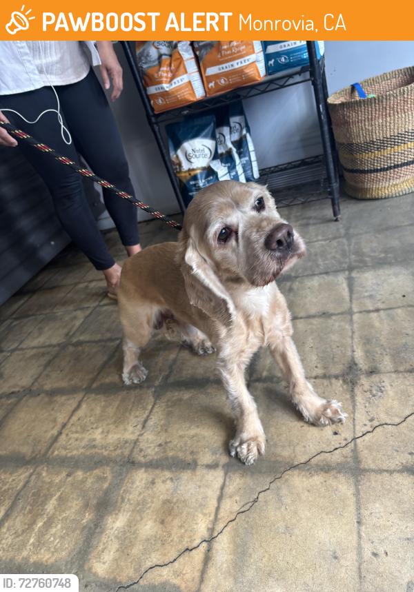 Found/Stray Male Dog last seen Foothill blvd Monrovia CA, Monrovia, CA 91016