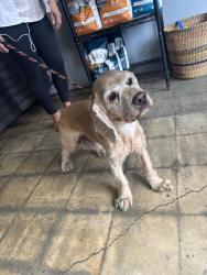 Found/Stray Male Dog last seen Foothill blvd Monrovia CA, Monrovia, CA 91016