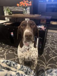 Found/Stray Male Dog last seen Charleston/Lamb, Whitney, NV 89122