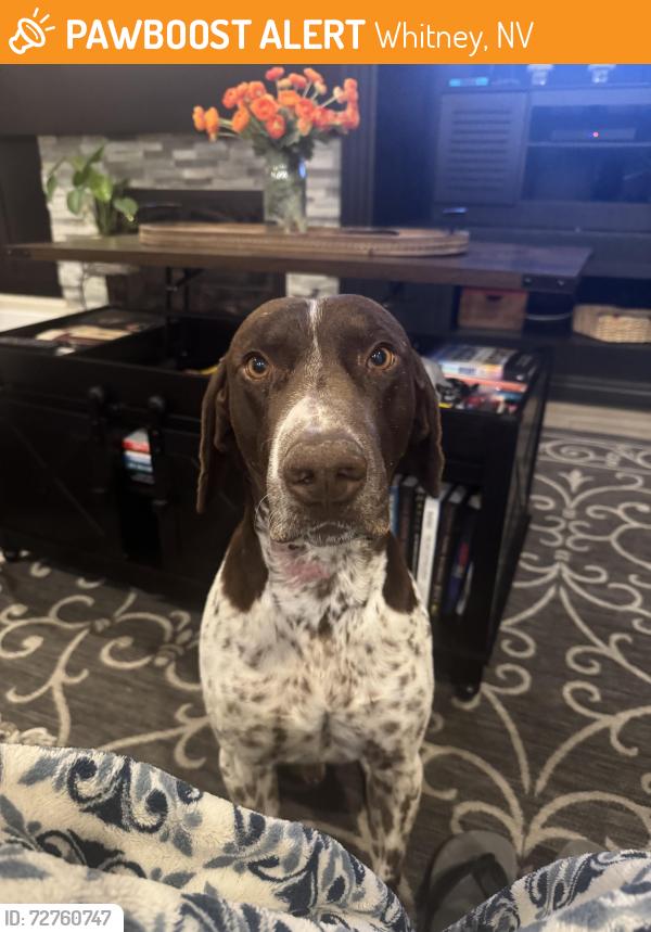 Found/Stray Male Dog last seen Charleston/Lamb, Whitney, NV 89122