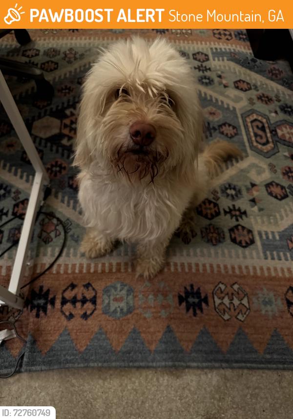 Found/Stray Male Dog last seen Near E Ponce de Leon Ave, Stone Mountain, GA 30083, Stone Mountain, GA 30083