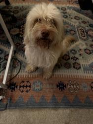 Found/Stray Male Dog last seen Near E Ponce de Leon Ave, Stone Mountain, GA 30083, Stone Mountain, GA 30083