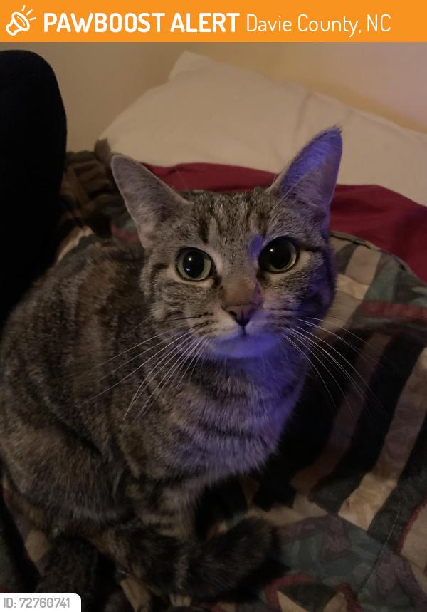 Found/Stray Female Cat last seen Us 64 and Cedar Grove Church Road in Mocksville, NC , Davie County, NC 27028