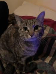 Found/Stray Female Cat last seen Us 64 and Cedar Grove Church Road in Mocksville, NC , Davie County, NC 27028