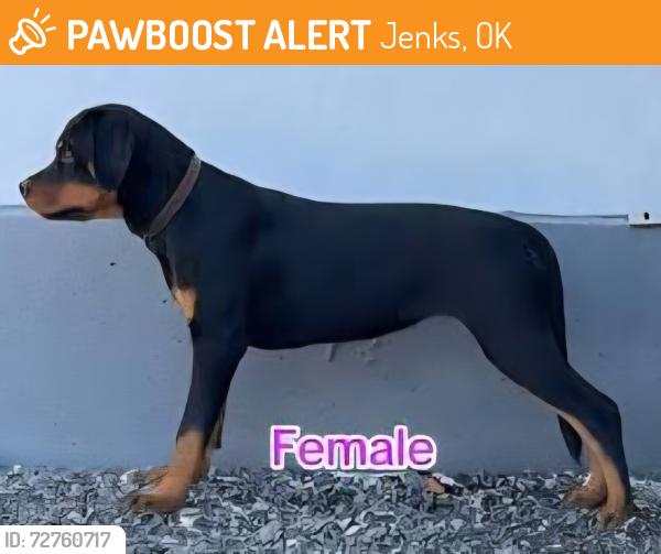 Found/Stray Female Dog last seen 121st & Elm in Jenks, OK., Jenks, OK 74037