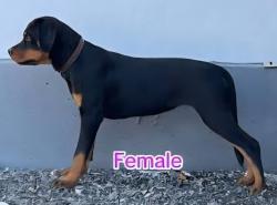 Found/Stray Female Dog last seen 121st & Elm in Jenks, OK., Jenks, OK 74037
