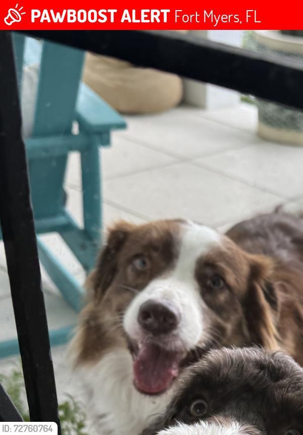 Lost Male Dog last seen Linhard , Fort Myers, FL 33901