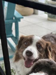 Lost Male Dog last seen Linhard , Fort Myers, FL 33901