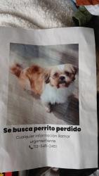 Lost Male Dog last seen Near tomball pkwy , Houston, TX 77086