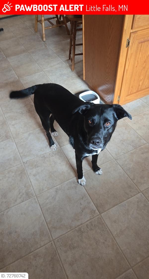 Lost Female Dog last seen She likes to go in the woods but usually comes back , Little Falls, MN 56345