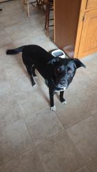 Lost Female Dog last seen She likes to go in the woods but usually comes back , Little Falls, MN 56345