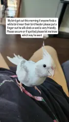 Lost Male Bird last seen Whittier blvd and Gunn ave, Whittier, CA 90605