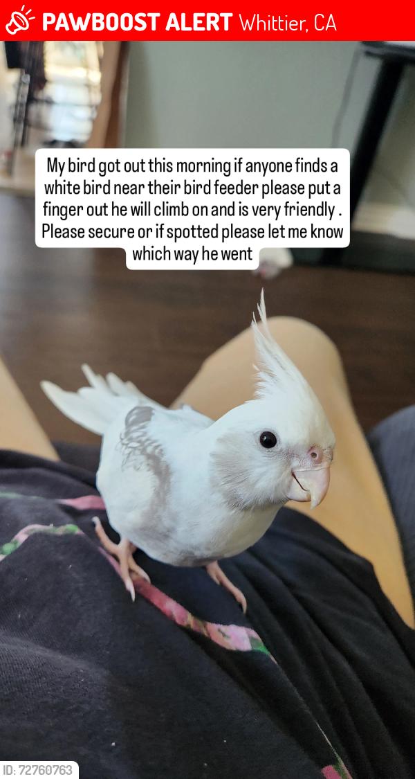 Lost Male Bird last seen Whittier blvd and Gunn ave, Whittier, CA 90605
