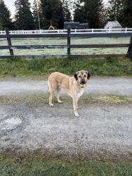Found/Stray Male Dog last seen Schudy Rd and 304th Ave S, Pierce County, WA 98580