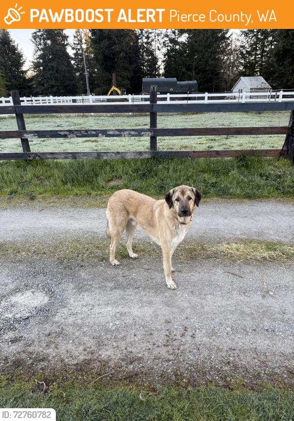 Found/Stray Male Dog last seen Schudy Rd and 304th Ave S, Pierce County, WA 98580
