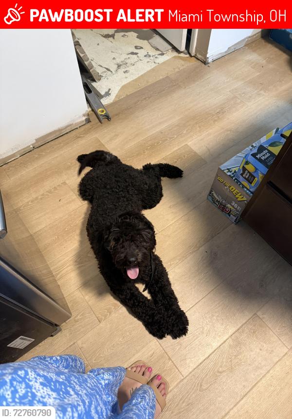 Lost Male Dog last seen Walnut creek, Miami Township, OH 45439
