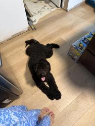 Lost Male Dog last seen Walnut creek, Miami Township, OH 45439