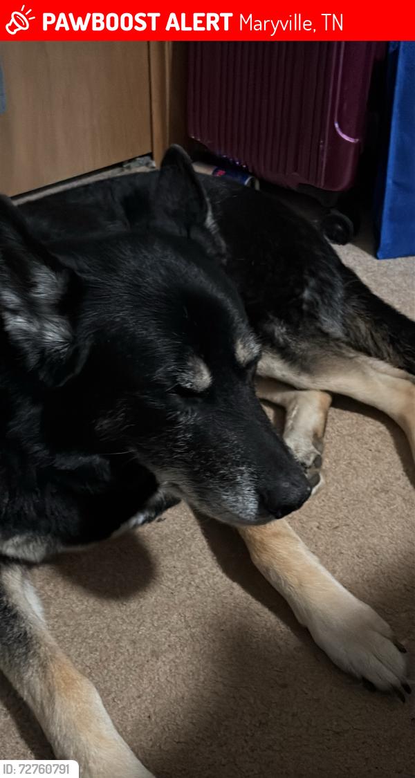 Lost Male Dog last seen Ozark st, Maryville, TN 37801