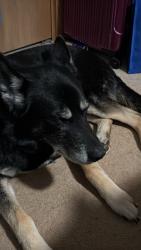 Lost Male Dog last seen Ozark st, Maryville, TN 37801