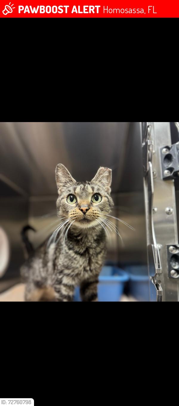 Lost Female Cat last seen Near s fowler pt Homosassa FL 34446, Homosassa, FL 34446