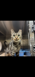 Lost Female Cat last seen Near s fowler pt Homosassa FL 34446, Homosassa, FL 34446