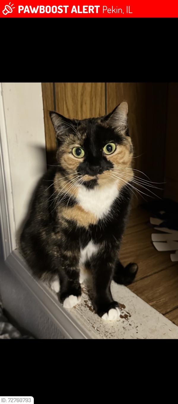 Lost Female Cat last seen Between the houses on Coolidge Ave and Truman Dr in Pekin, IL, Pekin, IL 61554
