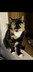 Lost Female Cat last seen Between the houses on Coolidge Ave and Truman Dr in Pekin, IL, Pekin, IL 61554