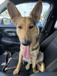 Found/Stray Female Dog last seen Near N. 49th Avenue Glendale, AZ 85301, Glendale, AZ 85301