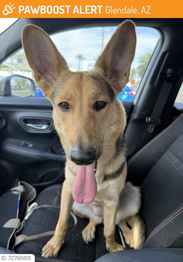 Found/Stray Female Dog last seen Near N. 49th Avenue Glendale, AZ 85301, Glendale, AZ 85301