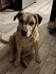 Lost Female Dog last seen Vintage and Cameron , Visalia, CA 93277