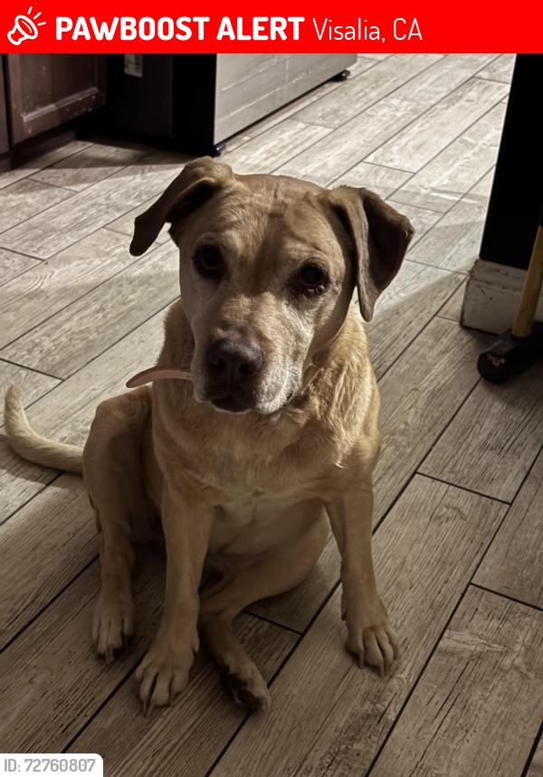 Lost Female Dog last seen Vintage and Cameron , Visalia, CA 93277