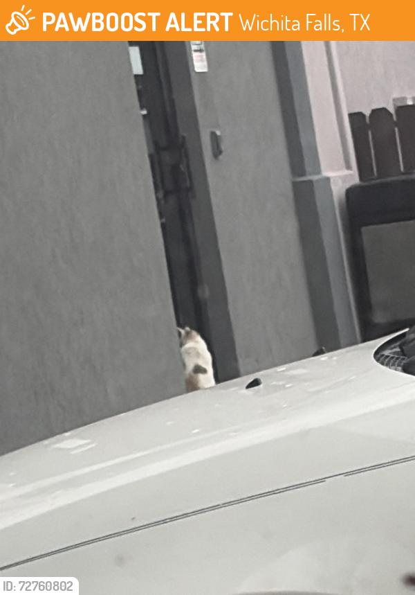 Found/Stray Unknown Cat last seen Best western north side inn, Wichita Falls, TX 76306
