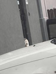 Found/Stray Unknown Cat last seen Best western north side inn, Wichita Falls, TX 76306