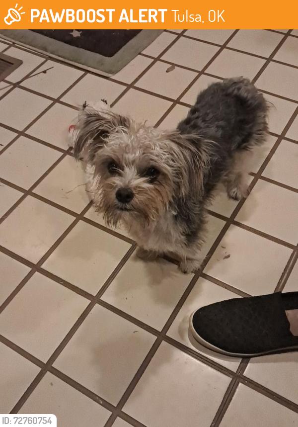 Found/Stray Male Dog last seen 58th and Joplin , Tulsa, OK 74135