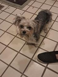 Found/Stray Male Dog last seen 58th and Joplin , Tulsa, OK 74135