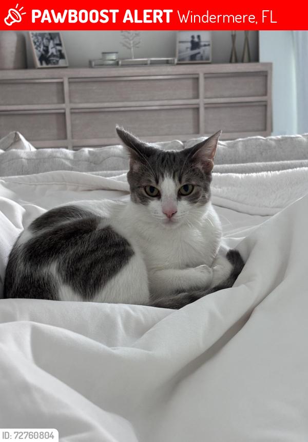 Lost Female Cat last seen Lake crescent, Windermere, FL 34786
