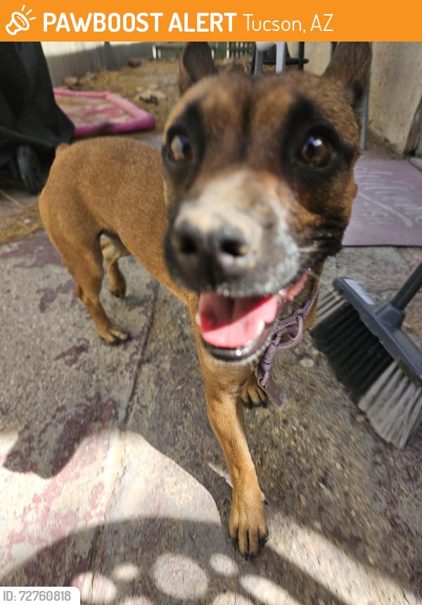 Found/Stray Female Dog last seen near dodge and glenn, Tucson, AZ 85716