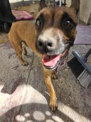 Found/Stray Female Dog last seen near dodge and glenn, Tucson, AZ 85716