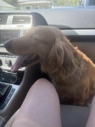 Found/Stray Female Dog last seen pickens hwy , Rosman, NC 28772