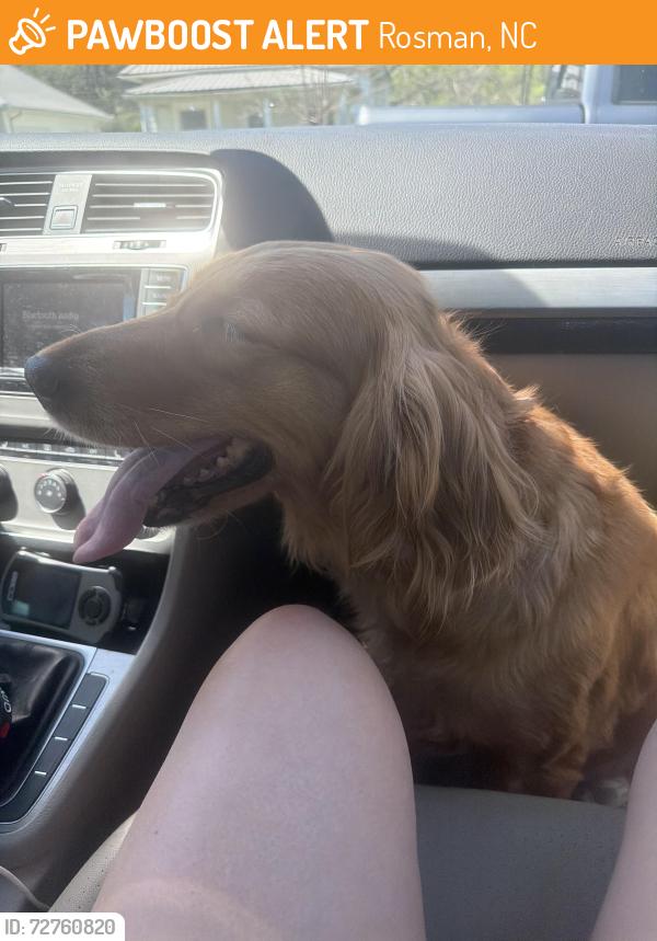 Found/Stray Female Dog last seen pickens hwy , Rosman, NC 28772
