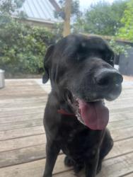 Found/Stray Male Dog last seen Corner of Green Road North Centeral, New Braunfels, TX 78130
