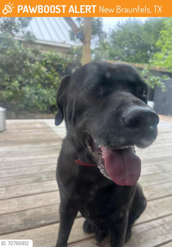 Found/Stray Male Dog last seen Corner of Green Road North Centeral, New Braunfels, TX 78130